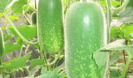 最新七夕吃瓜爆料图片高清,高清揭秘明星情侣甜蜜瞬间